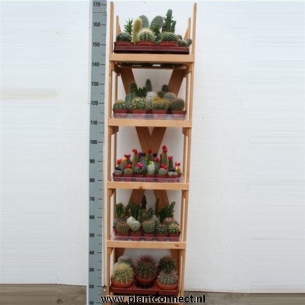 <h4>5000 Cactusrek solo wit massief karton</h4>