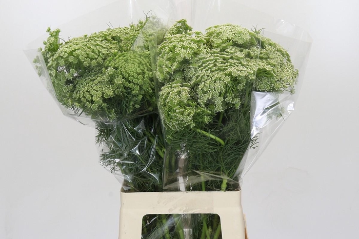 <h4>Ammi Visnaga</h4>