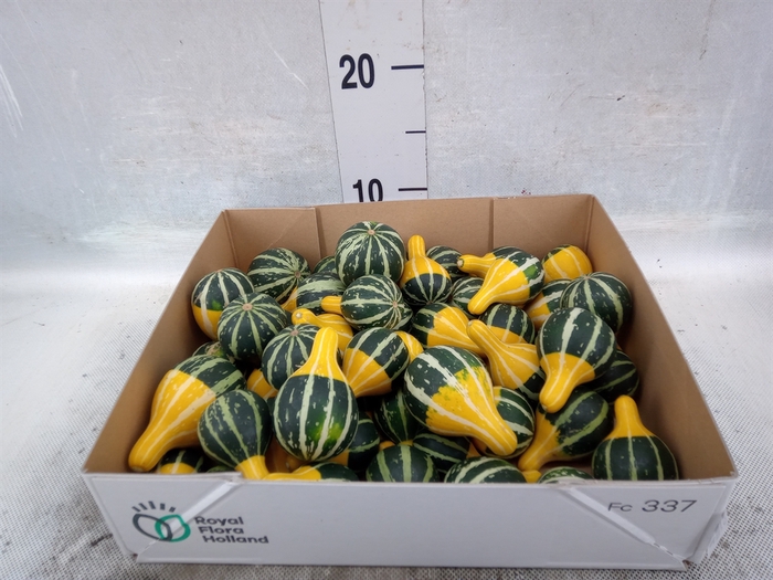 Cucurbita pepo 'Pear Bicolor'