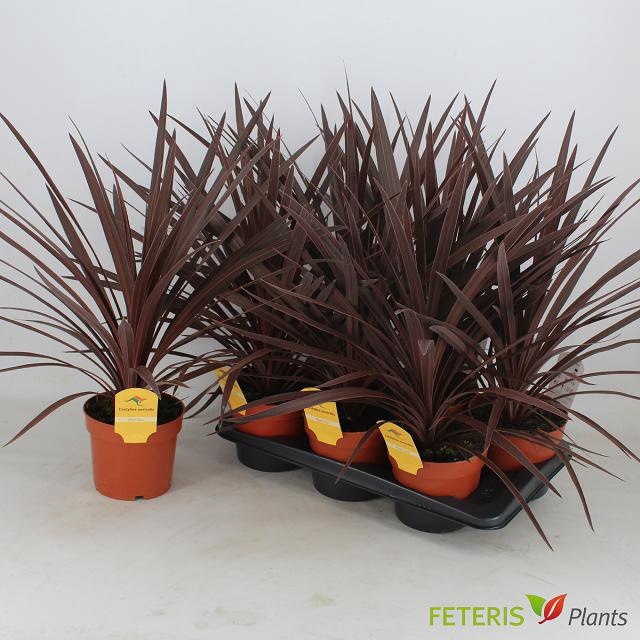 <h4>CORD AUS RED STAR</h4>