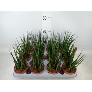 Sansevieria  'Fernwood'