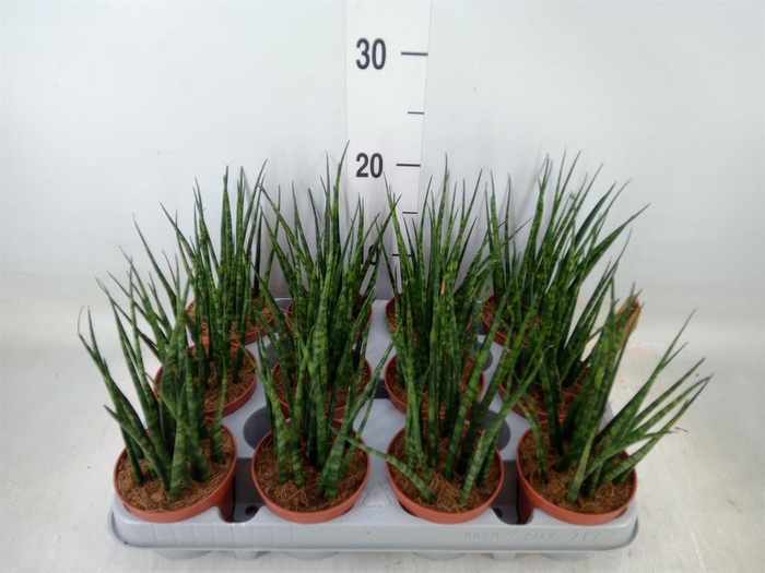 <h4>Sansevieria  'Fernwood'</h4>