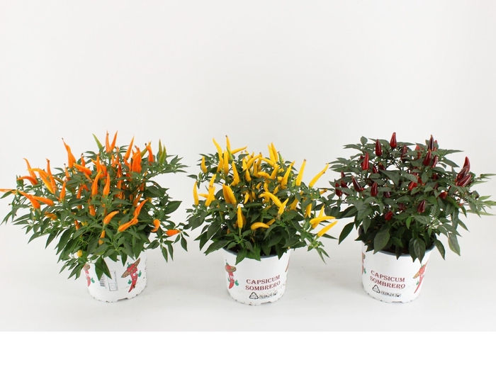 <h4>Capsicum annuum</h4>