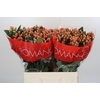 Hypericum Mellow Romance
