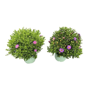 Aster (Novi-belgii Grp) Henri I Pur