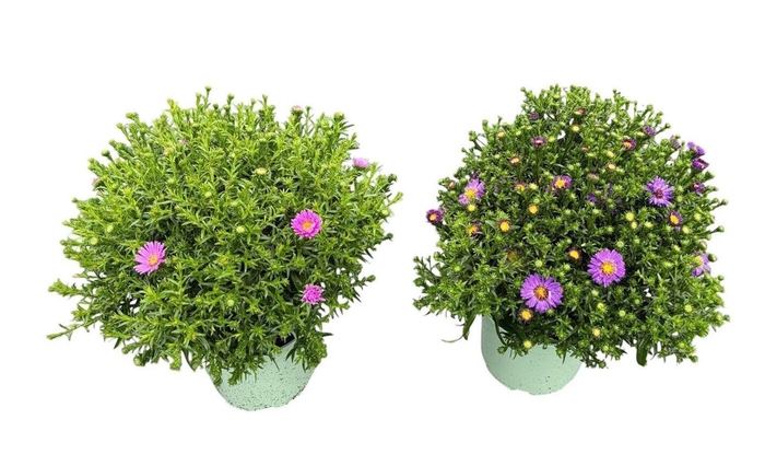 <h4>Aster (Novi-belgii Grp) Henri I Pur</h4>