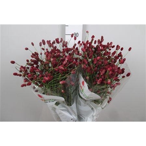 Sang Of Mag R Velvet