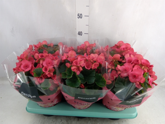 <h4>Begonia elat. DU 'Serena'</h4>