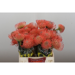 Nutans Ayoba Pink Guava