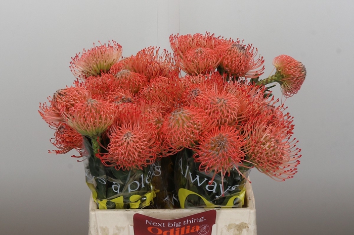 <h4>Nutans Ayoba Pink Guava</h4>