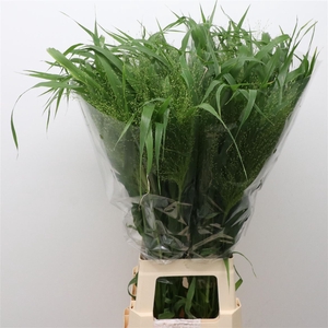 Panicum Fountain