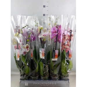 Phalaenopsis   ...mix  7