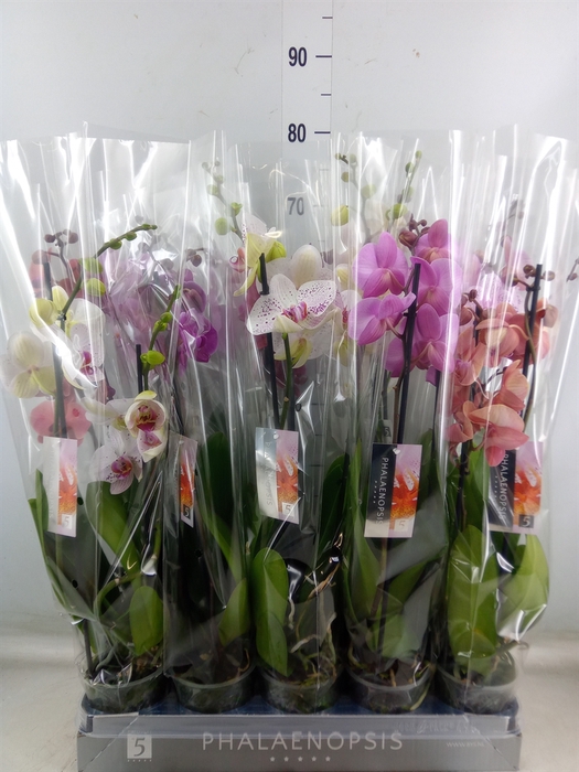 <h4>Phalaenopsis   ...mix  7</h4>