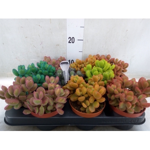 Cotyledon tome. ladys.