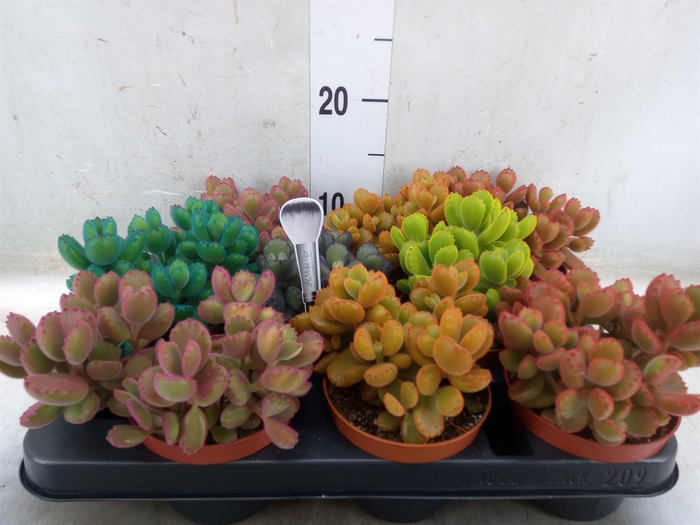 <h4>Cotyledon tome. ladys.</h4>