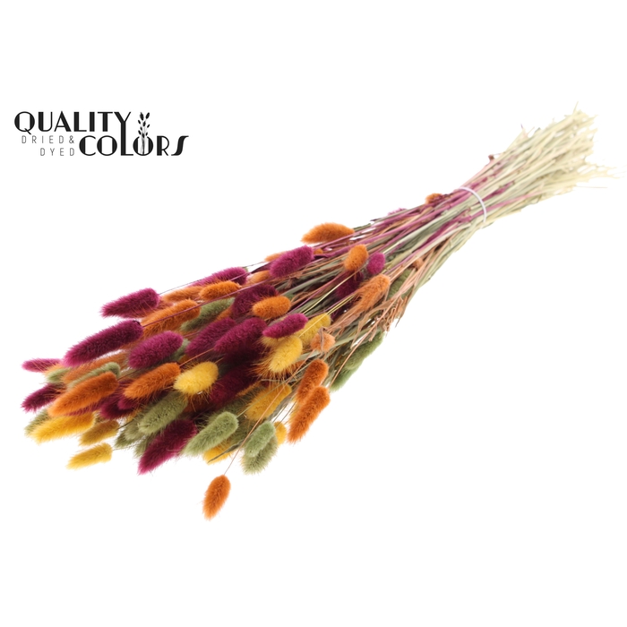 <h4>Lagurus Premium per bunch Pumpkin Spice</h4>