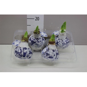 Hippeastrum Wax Delft's Blue