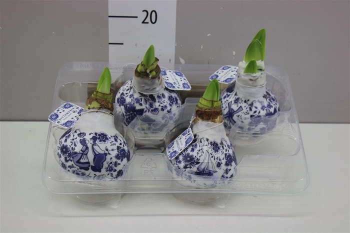 <h4>Hippeastrum Wax Delft's Blue</h4>