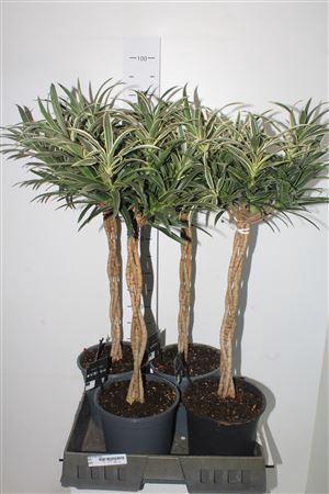 <h4>Drac Re Ov 3 Pp</h4>