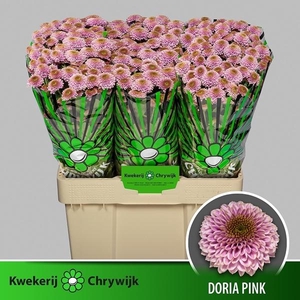 CHR SAN DORIA PINK