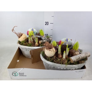 Arr.   Bol/Knolgewas L%