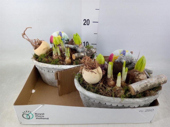 <h4>Arr. Bol/Knolgewas L%</h4>