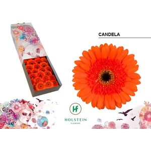 Gerbera Candela Doos