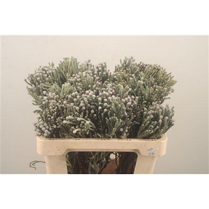 Kaaps Silver Brunia