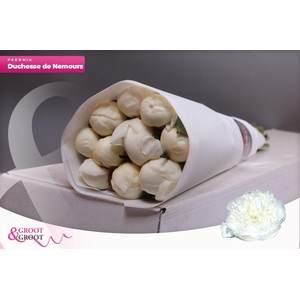 Paeonia Duchesse De Nemours | Heavy Quality