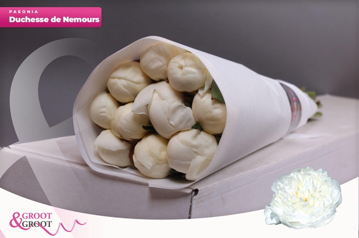 <h4>Paeonia Duchesse De Nemours | Heavy Quality</h4>