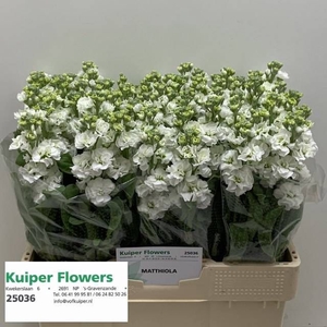 MATTH STOX WHITE