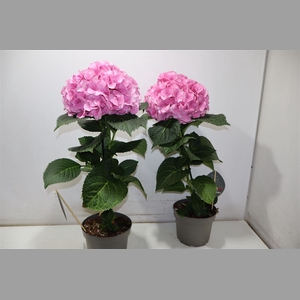 Hydr M Fusion Licht Roze