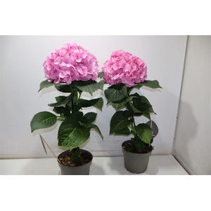 Hydr M Fusion Licht Roze