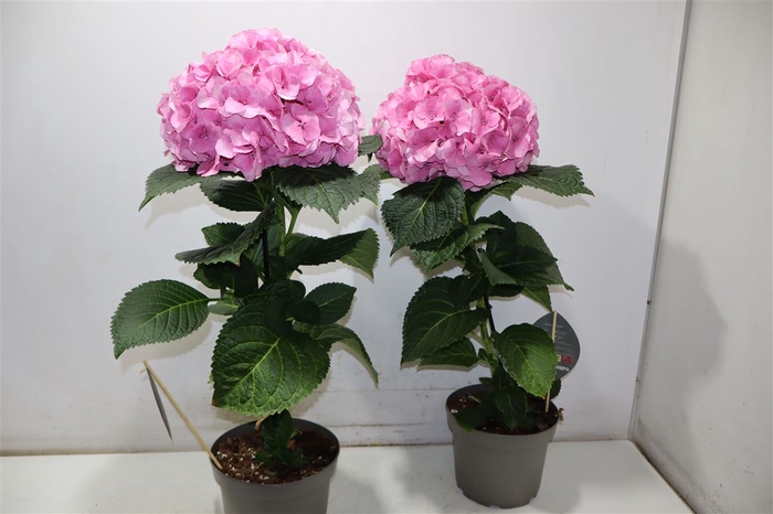 <h4>Hydr M Fusion Licht Roze</h4>