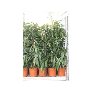 Fic Bin Amstel King 27cm Pot