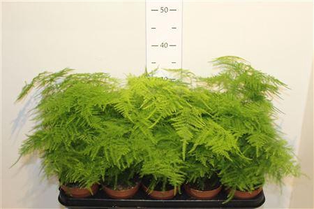 <h4>Aspar Setaceus</h4>