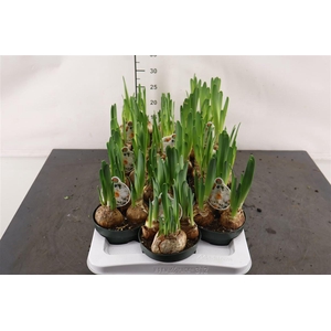 ! Narcis Kapiti Peach 12 Cm. Pot