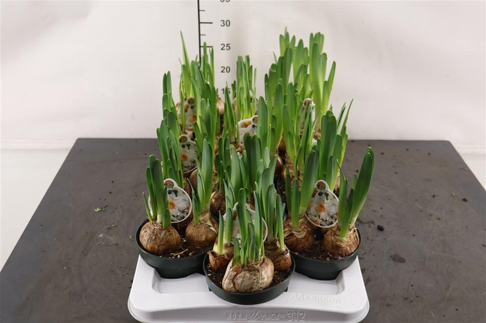 <h4>! Narcis Kapiti Peach 12 Cm. Pot</h4>