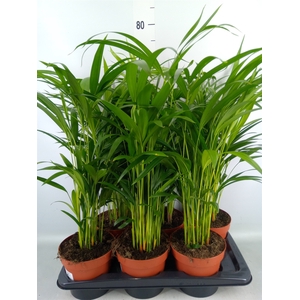 Dypsis lutescens   ...Chrysalidoca