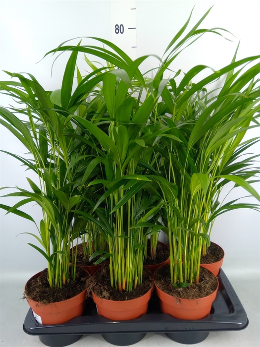 <h4>Dypsis lutescens   ...Chrysalidoca</h4>