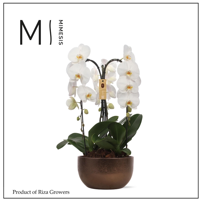 <h4>Phalaenopsis Arrangement Crown White 3 spike – 26cm in Saskia Bronze | Mimesis</h4>