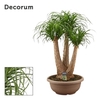 Beaucarnea vertakt compact in 40 cm schaal (Decorum)