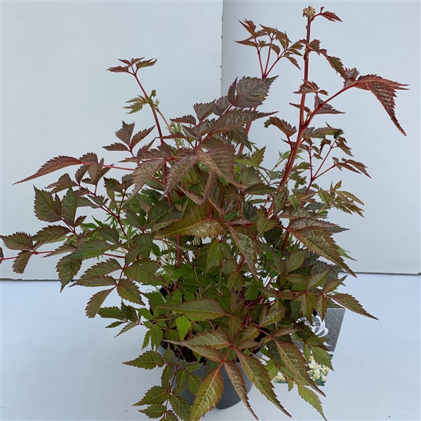 Astilbe wit in tray