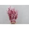 DF Strelitzia Leaf Light Pink