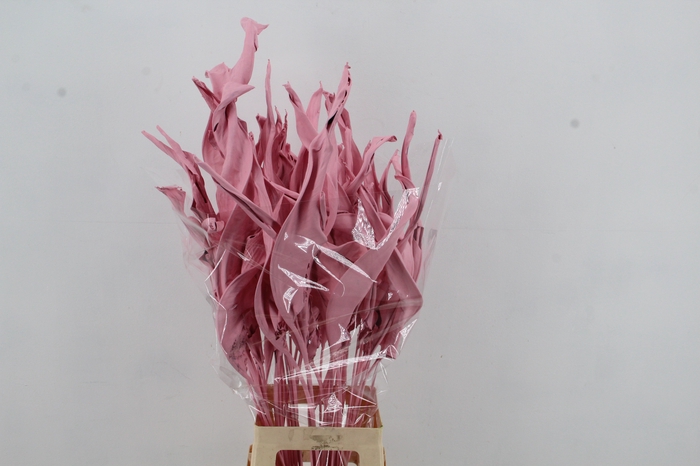 DF Strelitzia Leaf Light Pink
