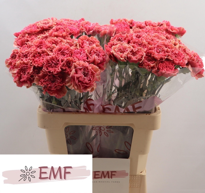 <h4>DI ST IPANEMA</h4>