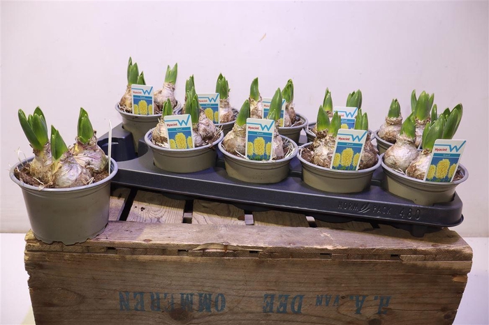 <h4>arr8 Hyacin Ov</h4>