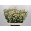 Chamelaucium Ivory Pearl