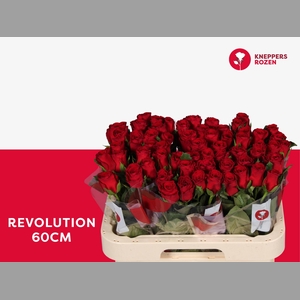 R GR REVOLUTION