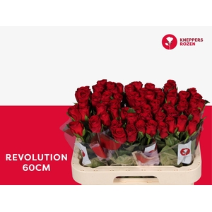 R GR REVOLUTION